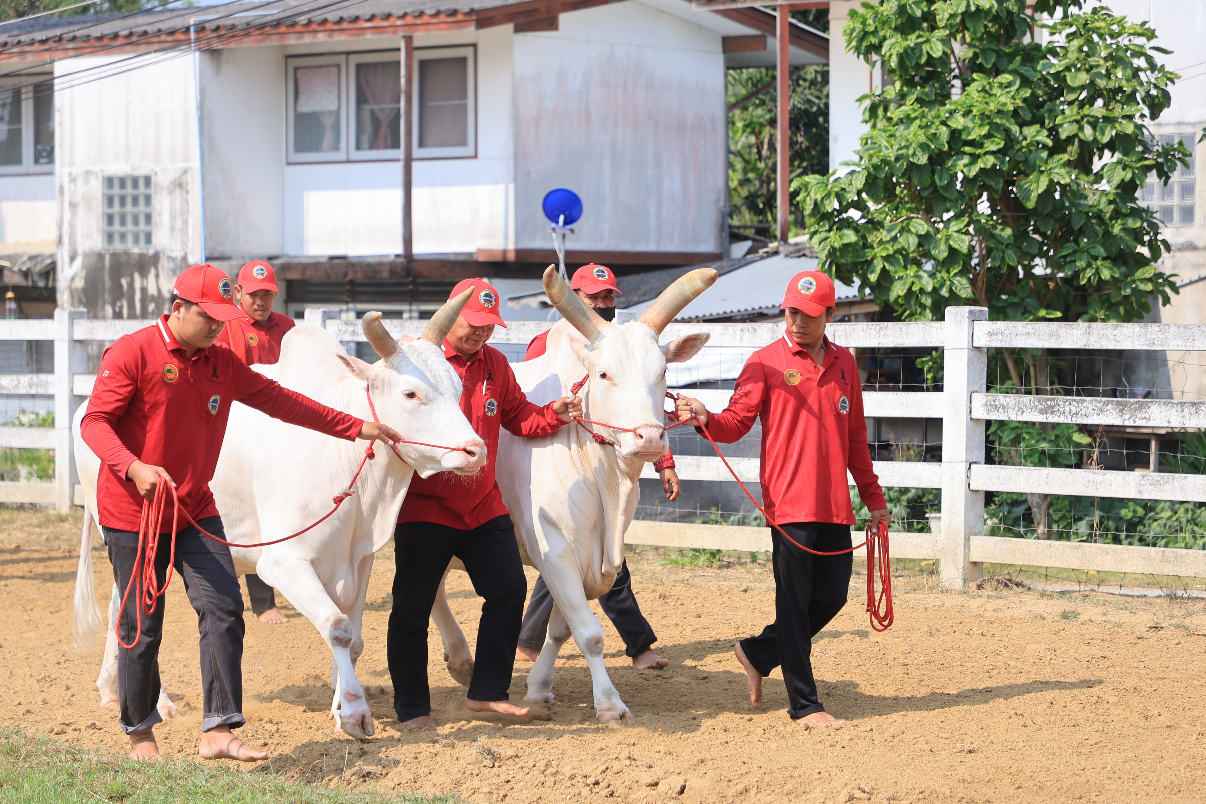 title - ส.ป.ก. เข้าร่วมการตรวจเยี่ยมการจัดเตรียมพระโค ในงานพระราชพิธีพืชมงคลจรดพระนังคัลแรกนาขวัญ ประจำปี 2569
